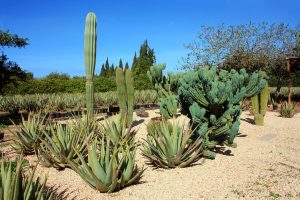 Plants on Ibiza